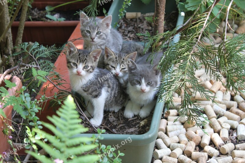 Animals Kittens Scope Jardiniere Cute