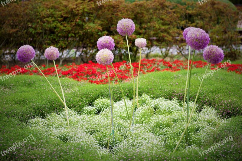 Flowers Peaks Garden Landscape Free Photos