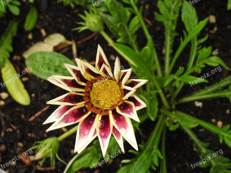 Gazania Flower Petals Free Photos