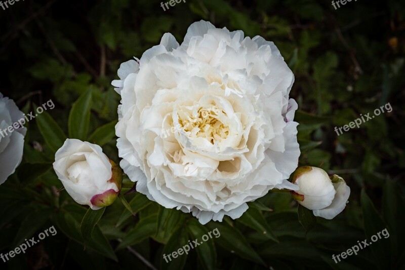 Peony Garden Rose White Flower Spring