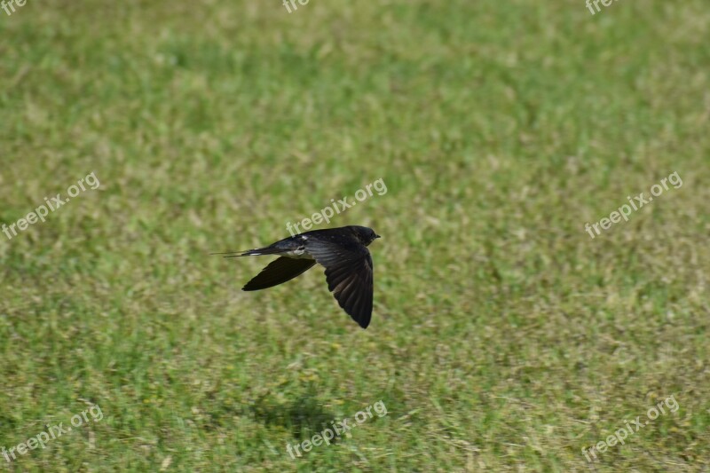 Animal Park Lawn Bird Wild Birds