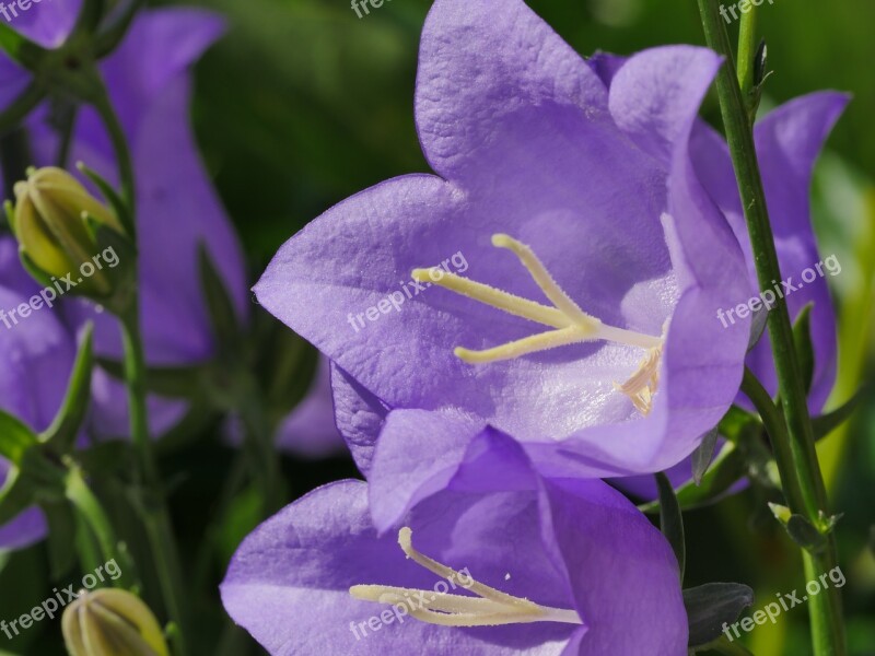 Bellflower Flowers May Spring Flower