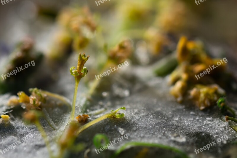 Flower Frost Blossom Bloom Filigree