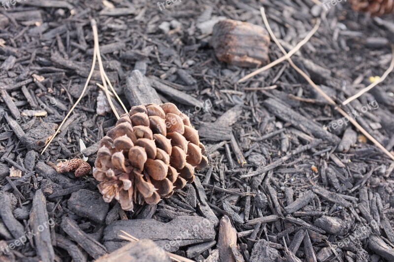 Pine Cone Wood Nature Wooden Pine