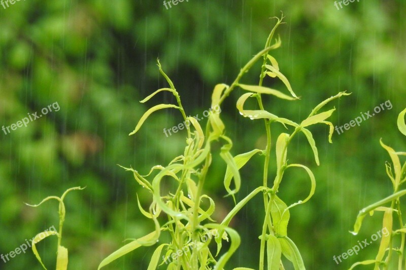 The Downpour Green Through The Glass Spring Rain