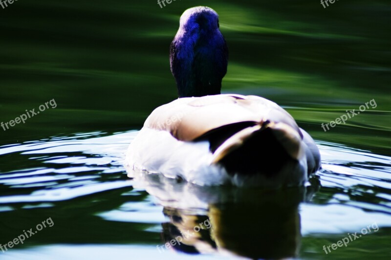 Mallard Duck Aquatic Lake Duck Nature