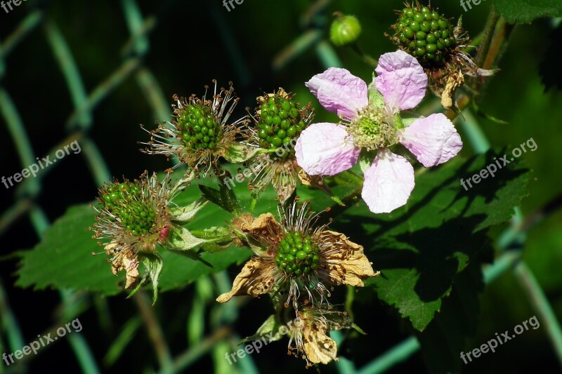 Blackberries Flower Nature Spring Flowering