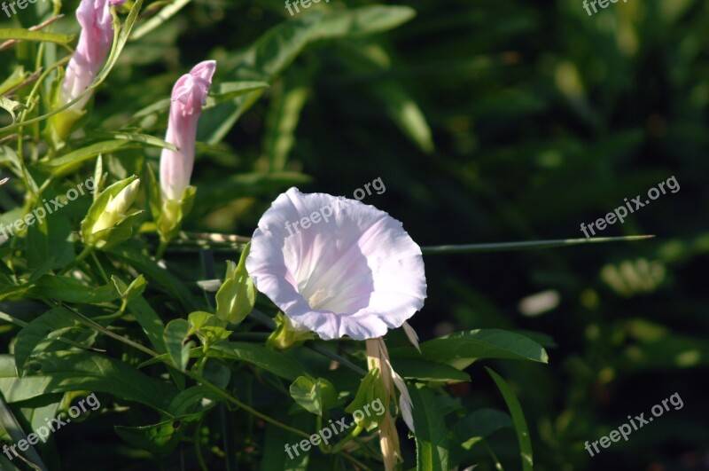 Bindweed Wildflower Flowers Free Photos