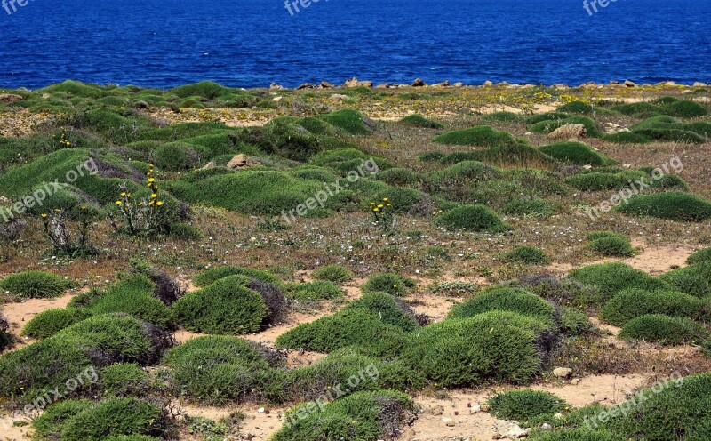 Coast Vegetation Nature Sea Vacations