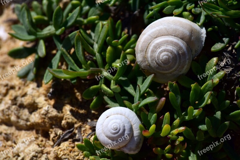 Beach Shell Vegetation Coast Nature