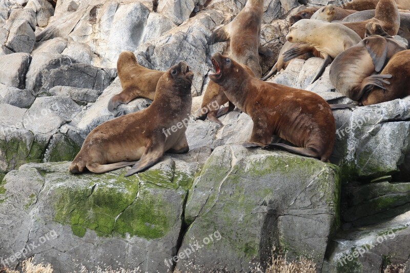 Sea ​​lion Sea Lions Creature Animal Fins