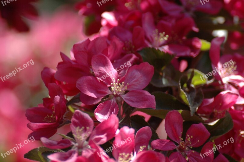 Apple Tree Flower Malus Spring Fruit Flowers Fuxia