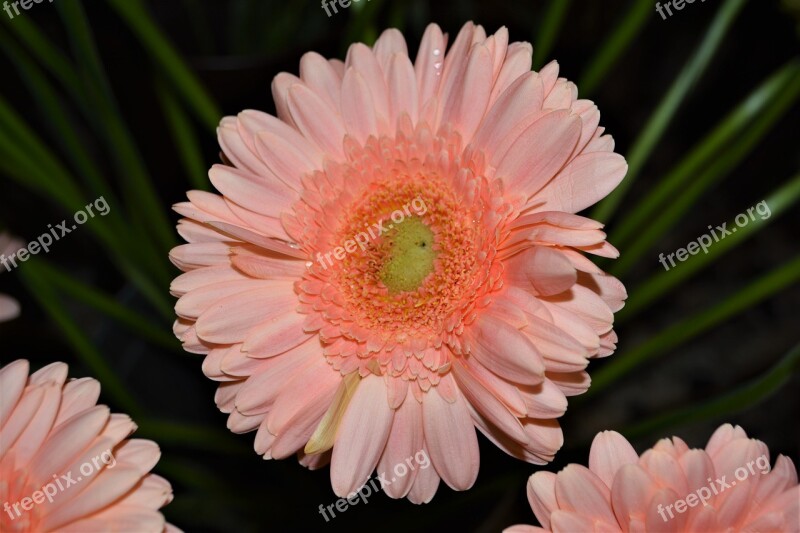 Gerbera Salmon Flower Blossom Bloom