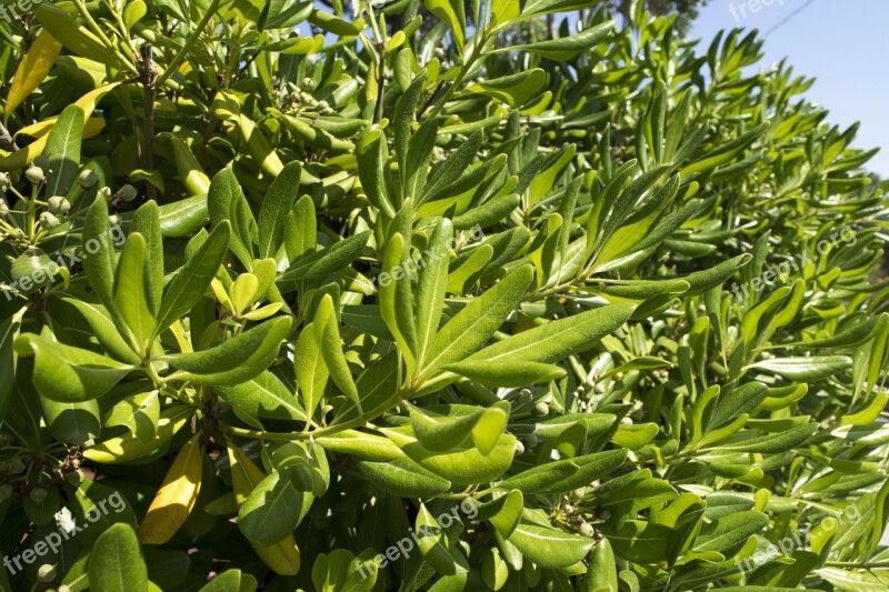 Nature Green Plant Plants Always Green