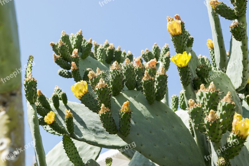 Prickly Pears Flowers Cactus Nature Green