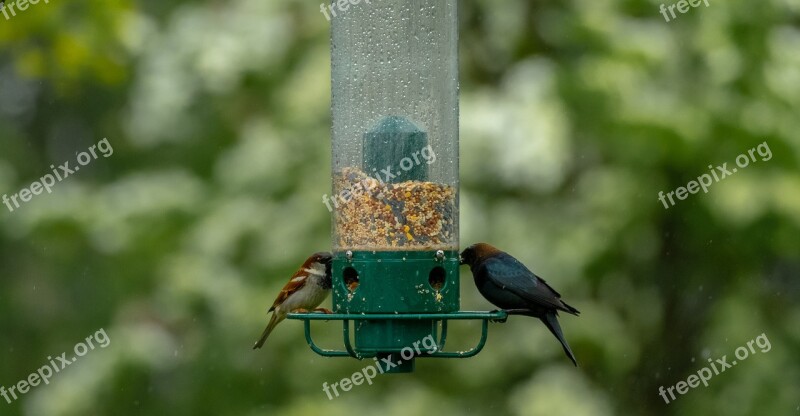 Birds Feeder Bird Feeder Wildlife Garden