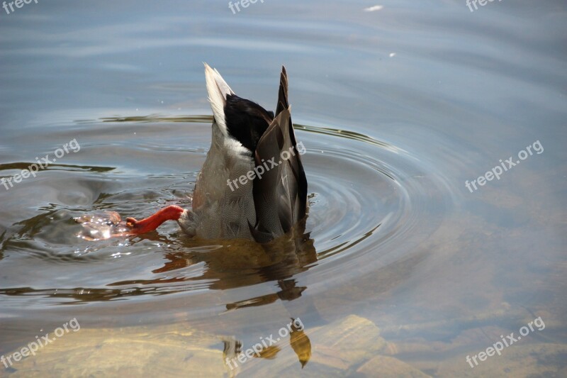 Duck Diving Water Bird Upside Down Immersion