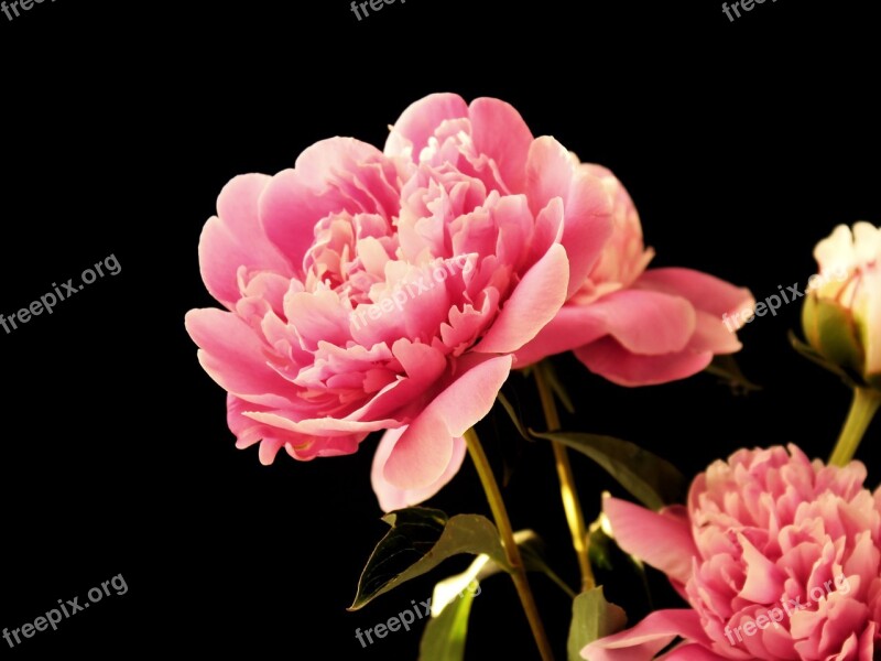 Peony Peony Bouquet Blumebn Black Black Background