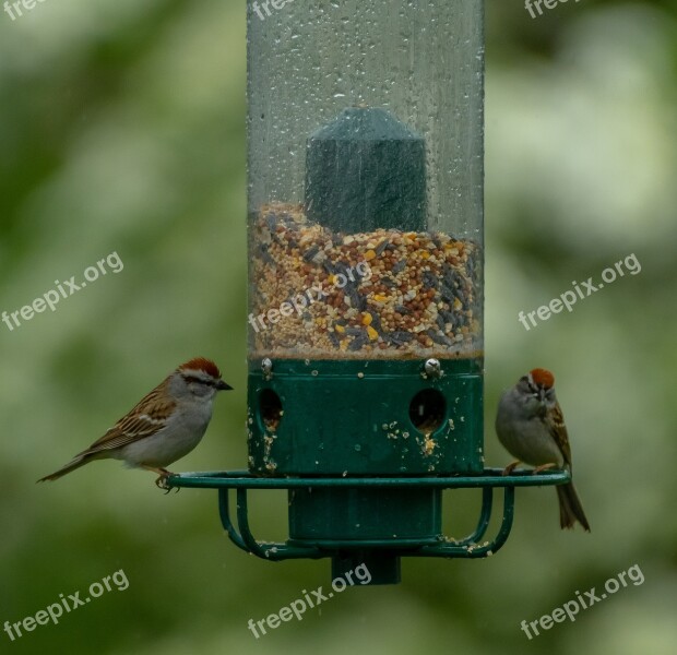 Birds Feeder Bird Feeder Wildlife Garden