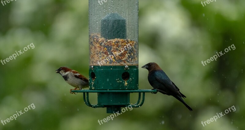 Birds Feeder Bird Feeder Wildlife Garden