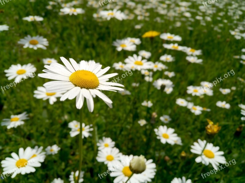 Marguerite Flower Blossom Bloom Nature