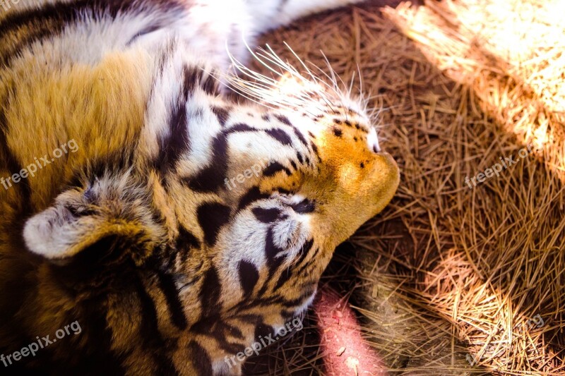 Tiger Nap Zoo Animal Cat