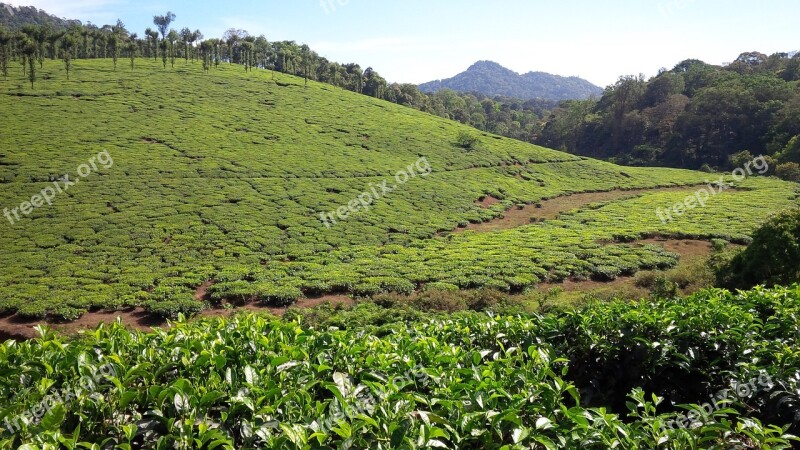 Munnar Kerala Plantation Green Landscape