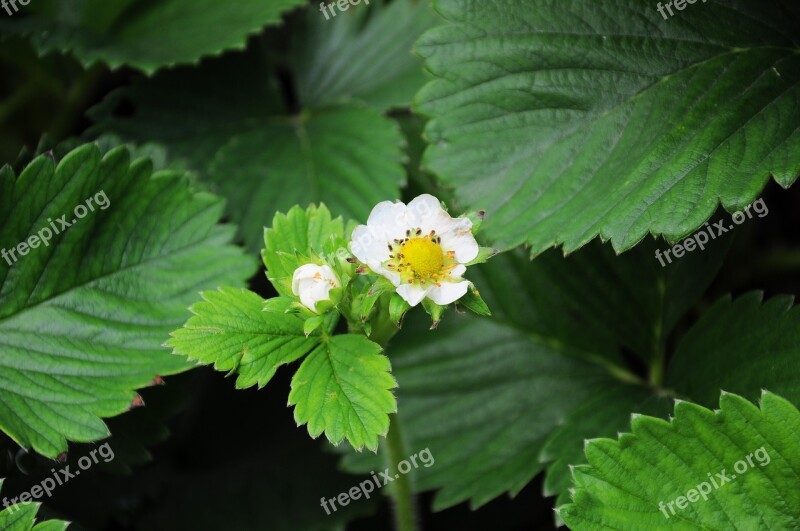 Strawberry Strawberry Pictures Green Fruit Fruit Garden