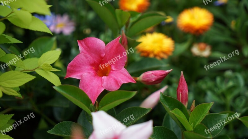 Spring Flowers Vine Nelson Bay Holiday Villa Brazilian Jasmine Camellia Jasmine