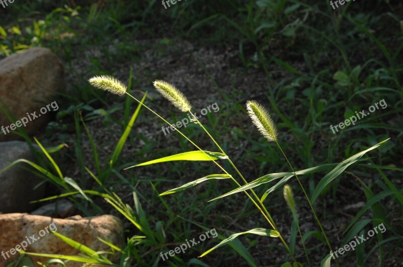 Foxtail Weeds Sunshine Free Photos