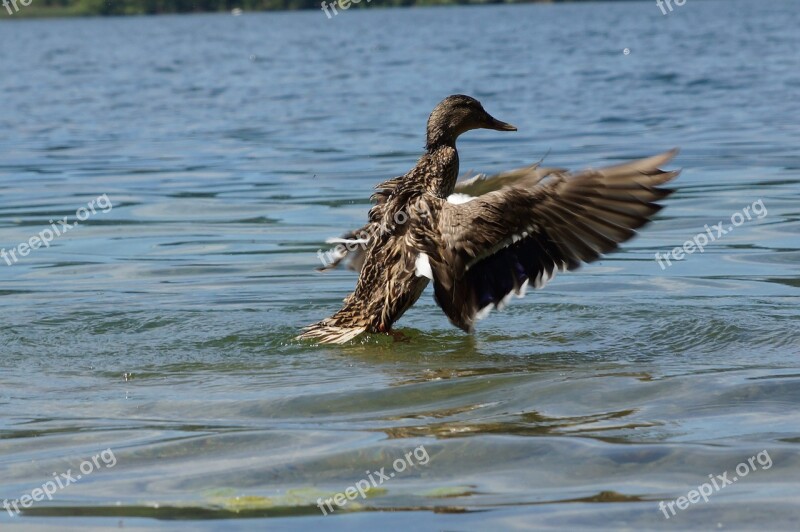 Duck Spread Your Wings Water Lake Free Photos