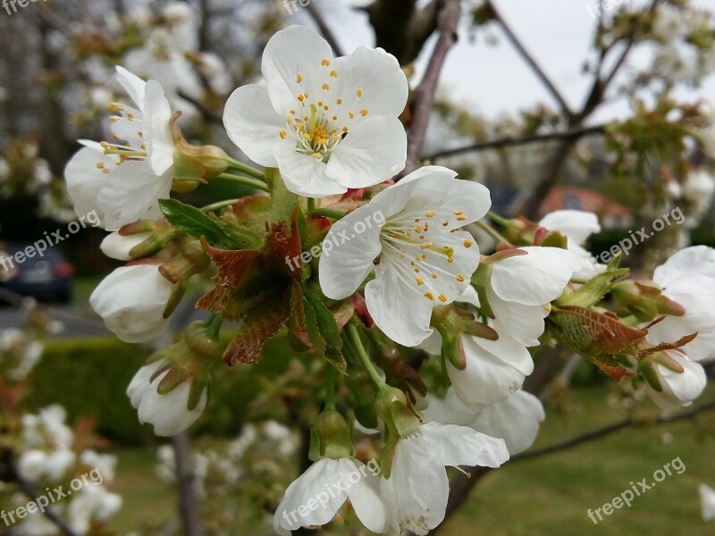 Spring Fruit Tree Flowering White Flower Flowers Cherry