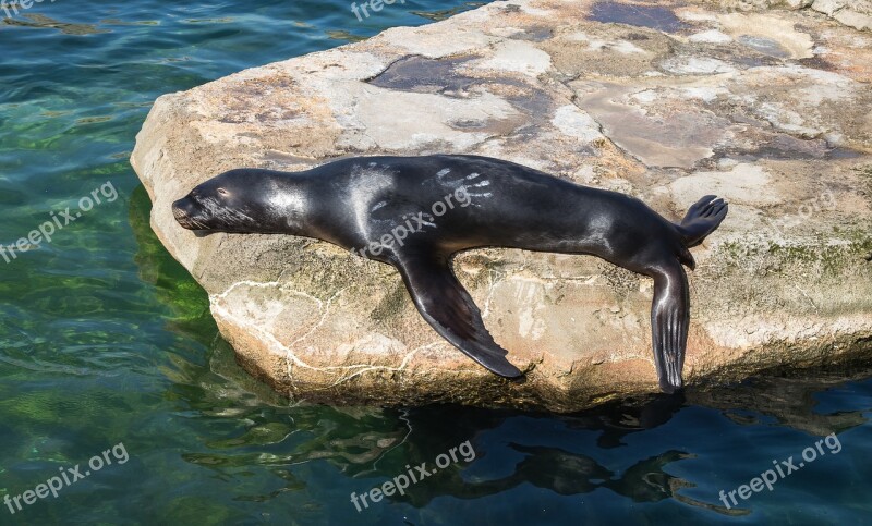 Sea ​​lion Mammal Water Nature Animal World