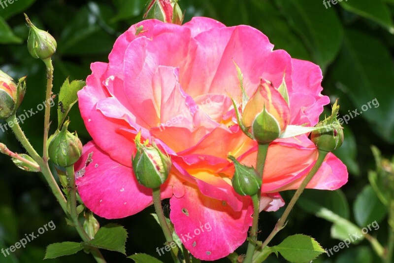 Pink Flower Rosebush Garden Color Pink