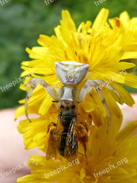 Spider Predator Bee Hunting Bug Hunted Dandelion