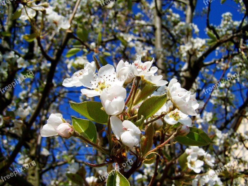 Flowering Cherry Tree Spring White Flower Free Photos