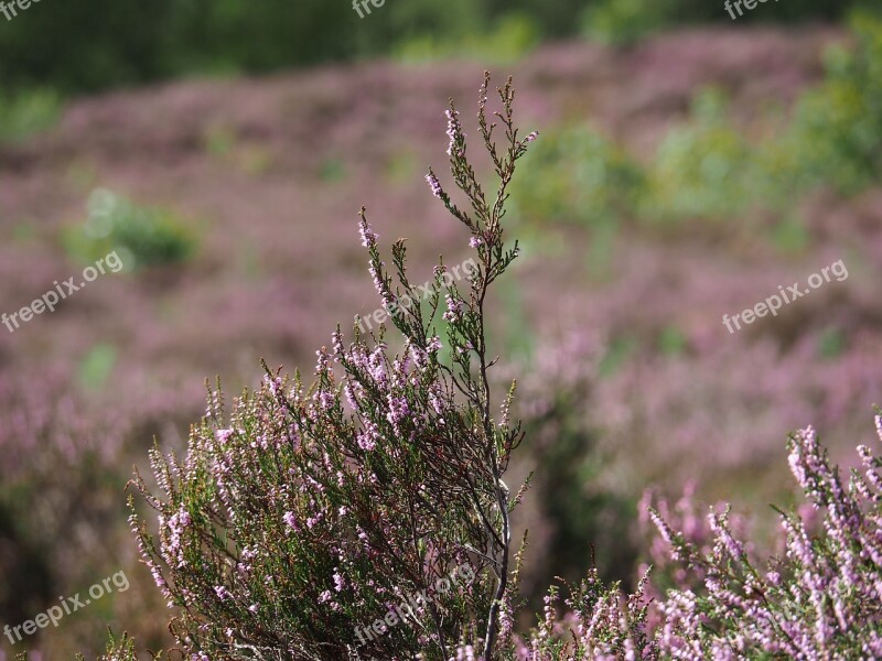 Heide Nature Outdoor Landscape Flowering