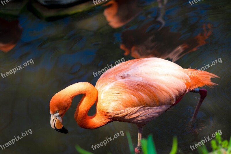 Flamingo Pink Zoo Bird Tropical