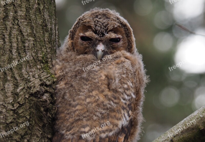 Owl Bird Tawny Owls Animals