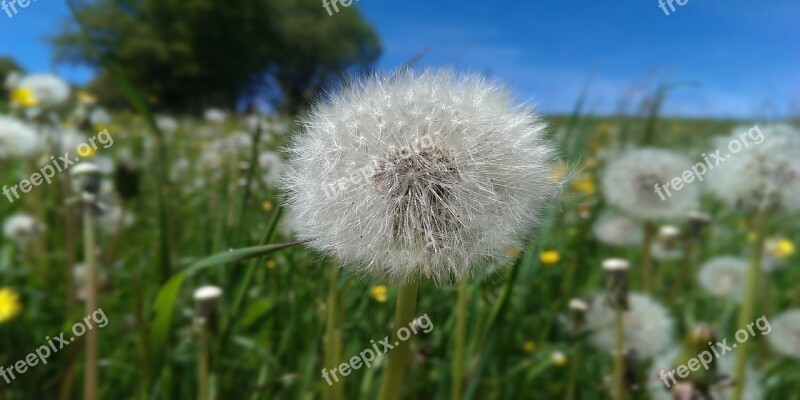 Dandelion Flower Meadow Nature Summer