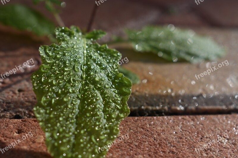 Leaf Plant Green Water Macro