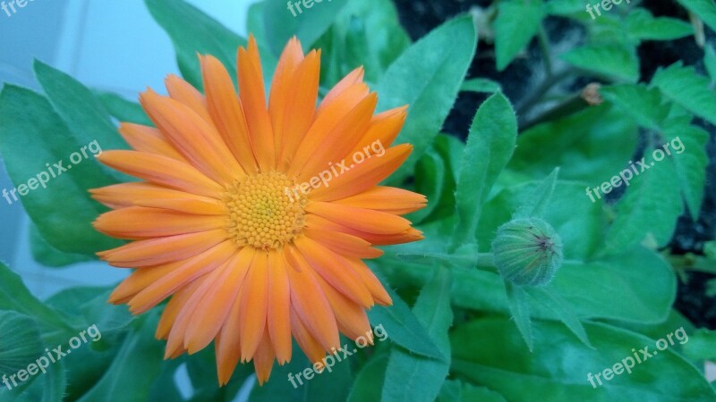 Orange Flower Spring Calendula Bloom