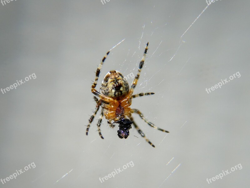 Spider Insect Arachnid Nature Spiderweb