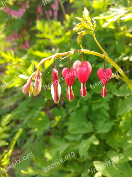 Nature Leaf Plants Garden Summer