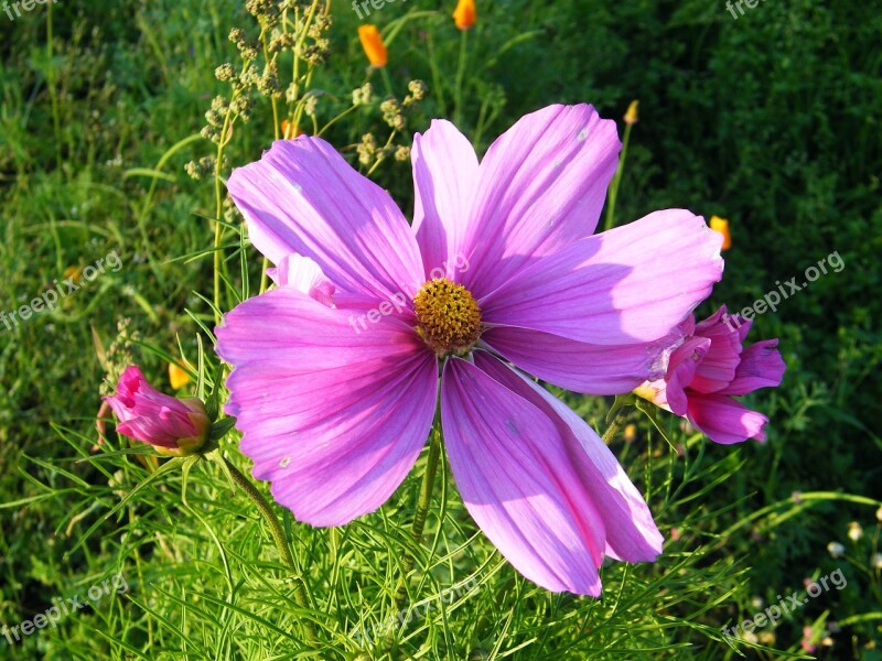 Mallow Summer Flower Lawn Free Photos