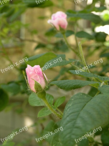 Rose Bud Flowers Tender Rose Flower