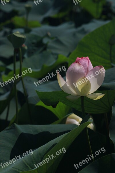 Kite Lotus Peaks Pond Plants Flowers