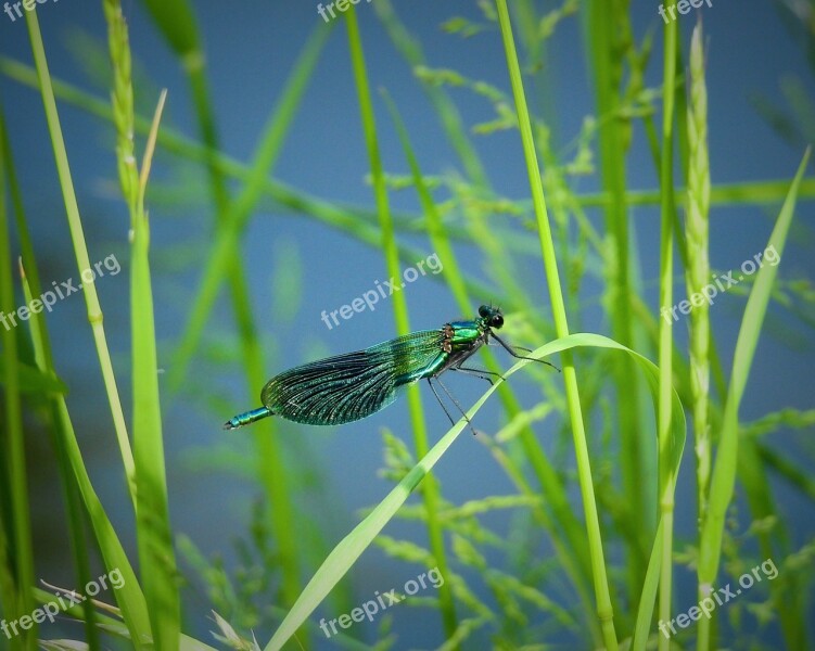 Ważka River Insect Free Photos