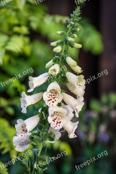 Thimble Rain Flower Nature Poisonous Plant