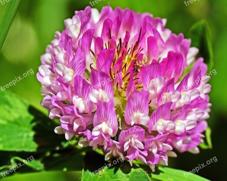 Clover Flower Mountain Clover Alpine Meadow Red Clover